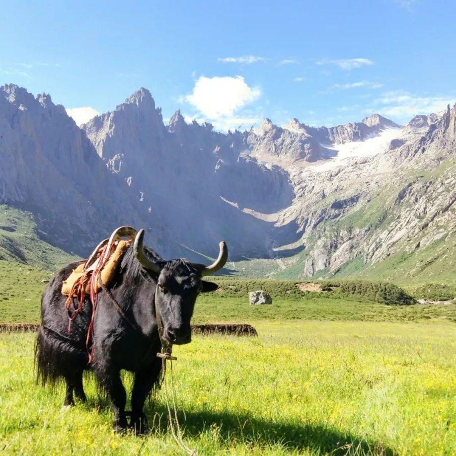 小红帽的冒险之旅